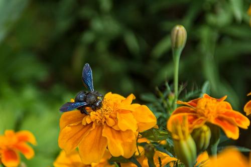 Xylocopa sp.